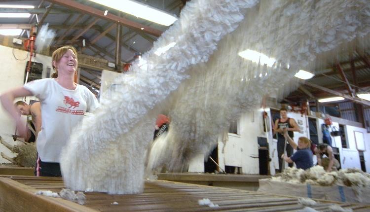 Shearing_Falkland Islands
