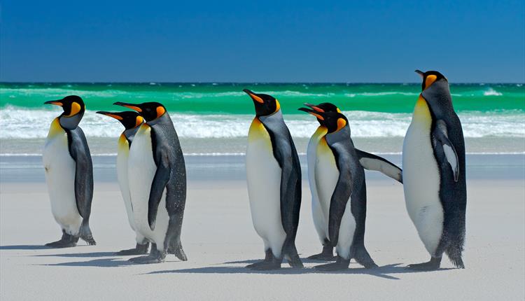 king_penguins_on_beach