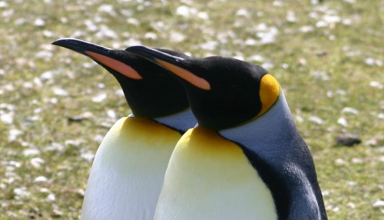 MAAZ Tours and Travel