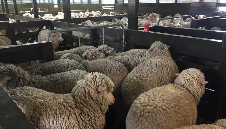 West Falkland Ram and Fleece Show