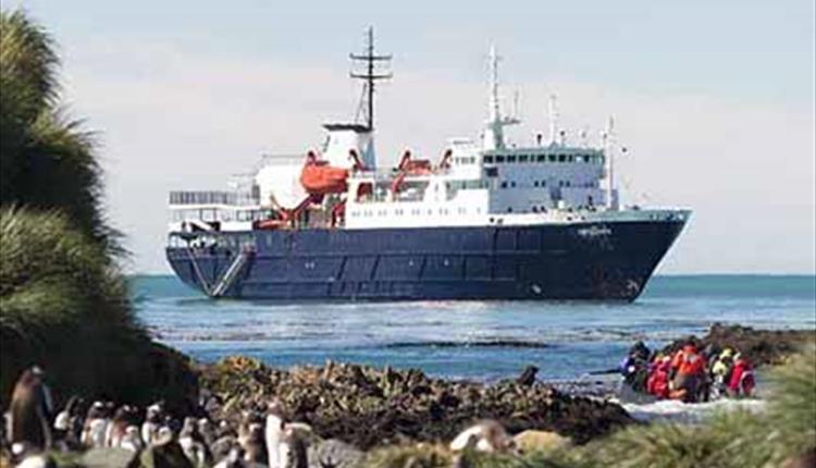 Expedition cruising in the Falklands