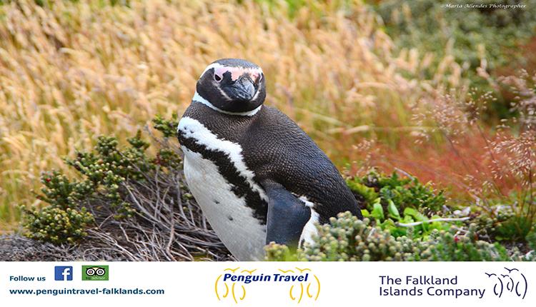 Penguin Travel - Falkland Islands Company