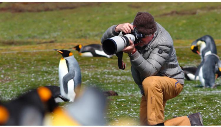 Photographing King Penguins in the Falkland Islands is an unmissable experience.