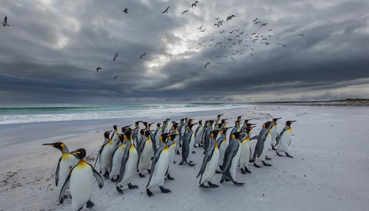 King Penguins - Falkland Islands