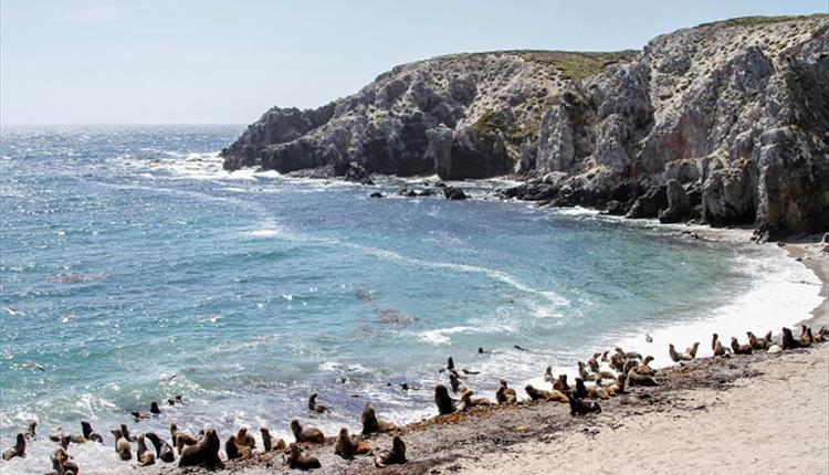 Seal Bay_East Falklands