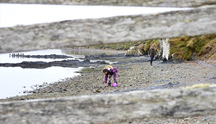 Falkland Islands_fossil hunting
