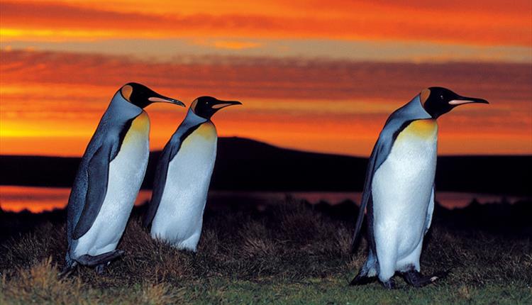 A stunning sunset provides a glorious back group to King penguins