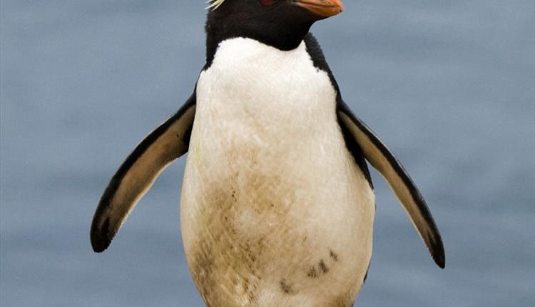 Rockhopper_1