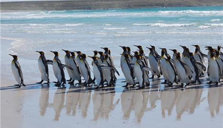 Veloso Tours - Falkland Islands