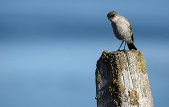 The Falkland Islands endemic tussac bird lives in abundance throughout the islands.