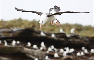 Landing at the black-browed albatross colony