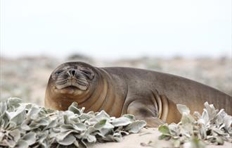 Falkland Islands Holidays