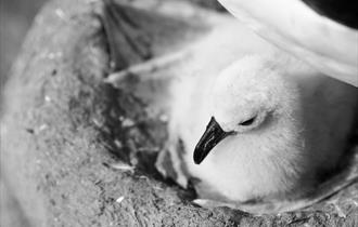 Black-browed albatross chick