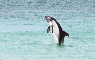 Whales leap out of the waters around the Falkland Islands.