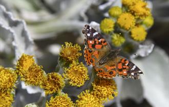Look out for the beautiful Painted Lady butterfly in the Falkland Islands.