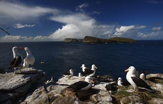A black-browned albatross colony on high rocks in the Falkland Islands