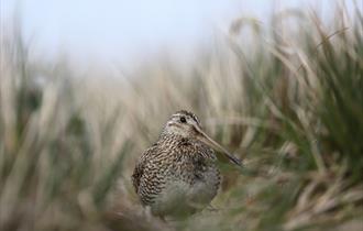 The Falkland Islands have ideal habitats for the Magellanic snipe.