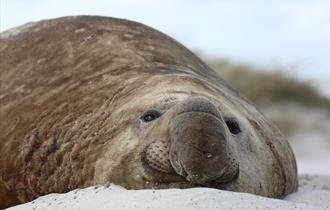 Sealion_lodge