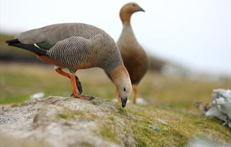 Ruddy-headed goose of the Falklands