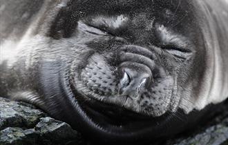 Sea lion colonies on the Falkland Islands are amongst the world's best.