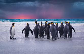 King penguins paddle on Volunteer Beach in the Falkland Islands