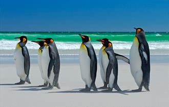king_penguins_on_beach