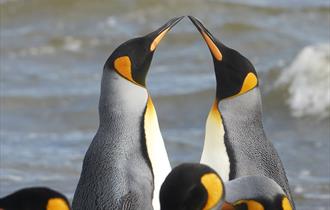 _penguinencountertours_kings_1