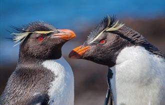 Naturetrek, tours in the Falkland Islands