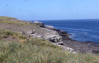 The rugged coastline of the Falkland Islands is home to a huge range of amazing wildlife