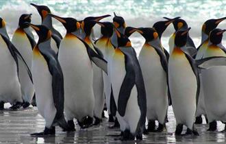 Latitud51s59w_Falkland Islands