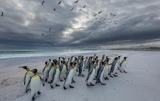 King Penguins - Falkland Islands