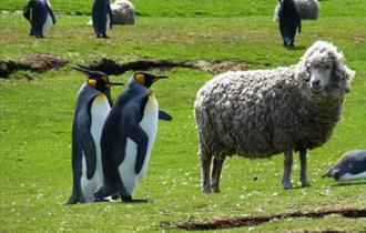 Sheep and penguins make friendly neighbours throughout the Falkland Islands