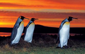 A stunning sunset provides a glorious back group to King penguins