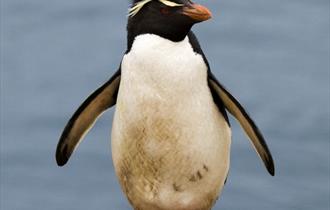 Rockhopper_1