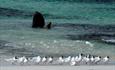 Cassard House_Bleaker Island_Falkland Islands