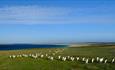 Cobb's Cottage_Bleaker Island_Falkland Islands