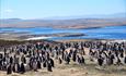 Blank Shanty House_Fox Bay West_Falkland Islands