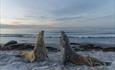 Elephant_ Seals_Beach