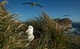 _NewIsland_Albatross_