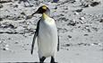 _Marysprivatetours_Kingpenguins_