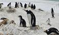 Gentoo_Penguin