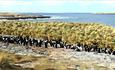 Cobb's Cottage_Bleaker Island_Falkland Islands