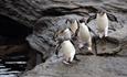 _NewIsland_Rockhopper_