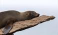 _NewIsland_FurSeal_