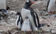 Gentoo_chick