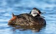 White-tufted Grebes, Falklands Nature, Falkland Islands