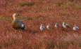 _NewIsland_Geese_