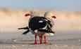 Dolphin Gulls, Falklands Nature, Stanley, Falkland Islands