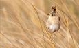 The Sedge 'Grass' Wren is an endemic subspecies and the Falkland Islands smallest bird, Falklands Nature, Stanley, Falkland Islands
