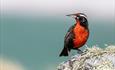 Long-tailed Meadowlark or Falklands Robin, Falklands Nature, Stanley, Falkland Islands